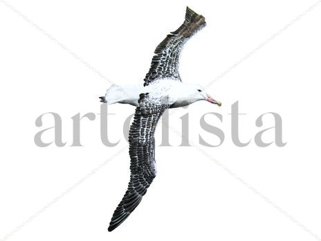 Albatros errante