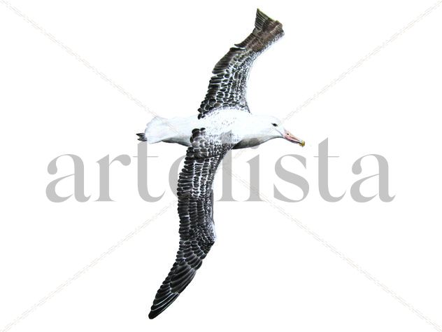 Albatros errante