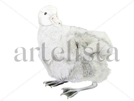 Albatros errante