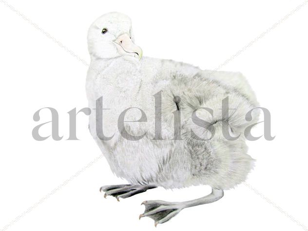 Albatros errante