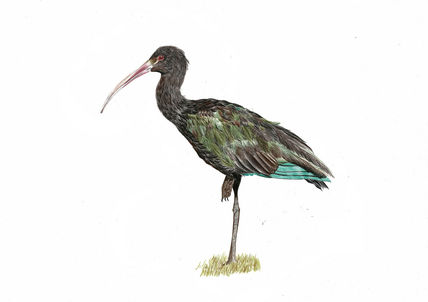 Cuervo de pantano