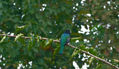 Metallic green bluish bird in Ecuador