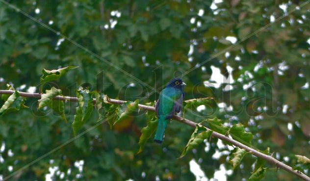 Metallic green bluish bird in Ecuador