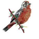 Aves de Chile thumbnail 1