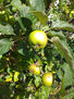 frutales