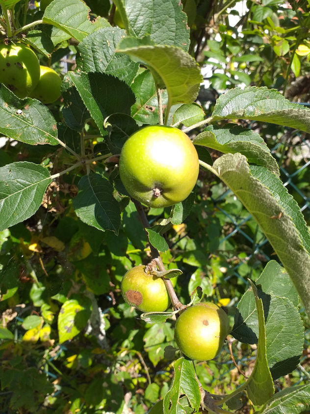 frutales
