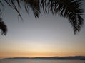 palmera