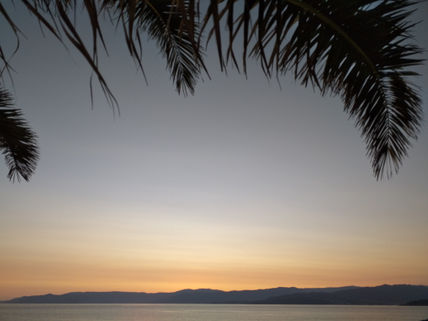 Palmera