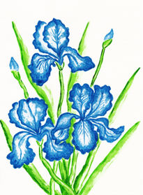 Three blue irises 2