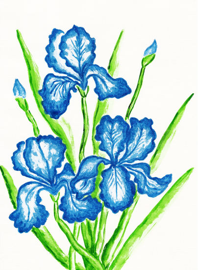 Three blue irises 2 Acuarela Papel Floral