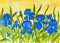 Blue irises