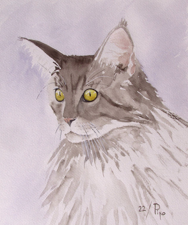 gato cabreado