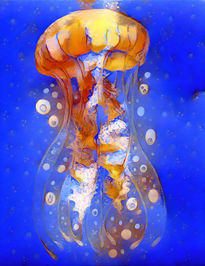 Jellyfish 002