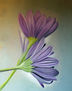 CUADRO DE GANZANIAS PINTADAS AL PASTEL. DIBUJO DE FLORES.