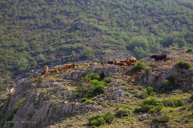 En el monte Naturaleza Color (Digital)