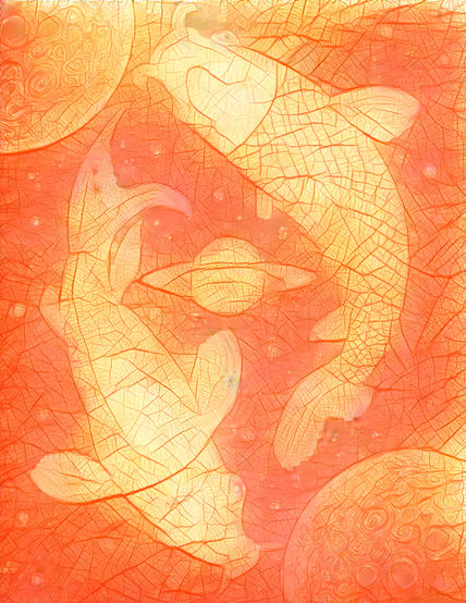 Koi Fish 002