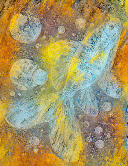 Golden Fish 001