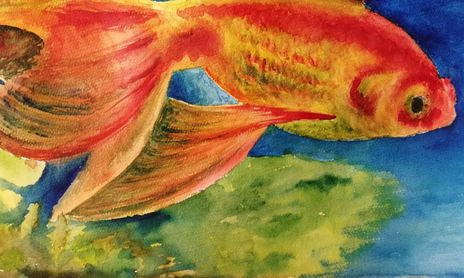Peces