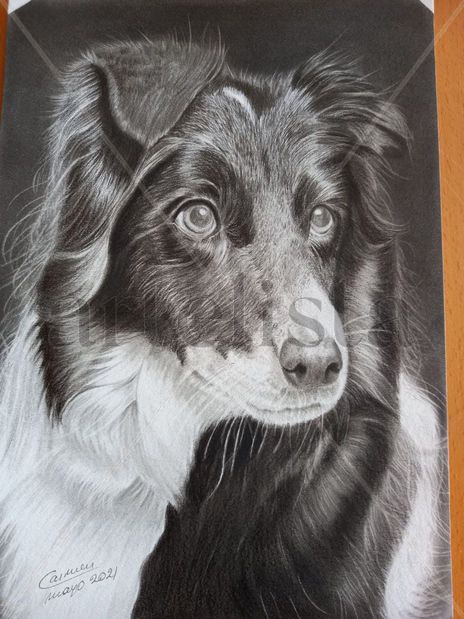 Retrato de perro
