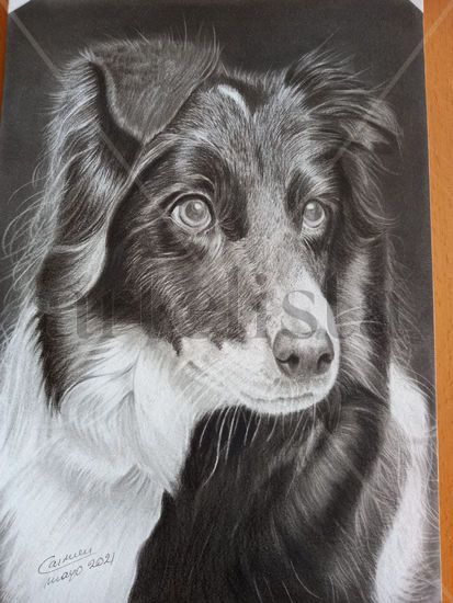 retrato de perro Pencil