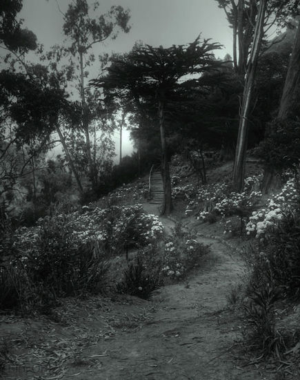 Lota Naturaleza Blanco y Negro (Digital)