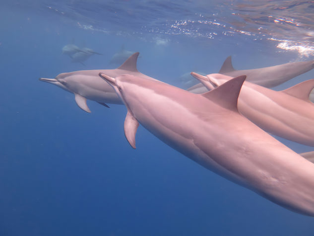 Delfines Naturaleza Blanco y Negro (Química)