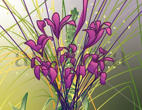 Flores