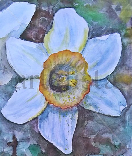 Narciso