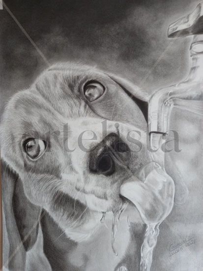 retrato perro Pencil