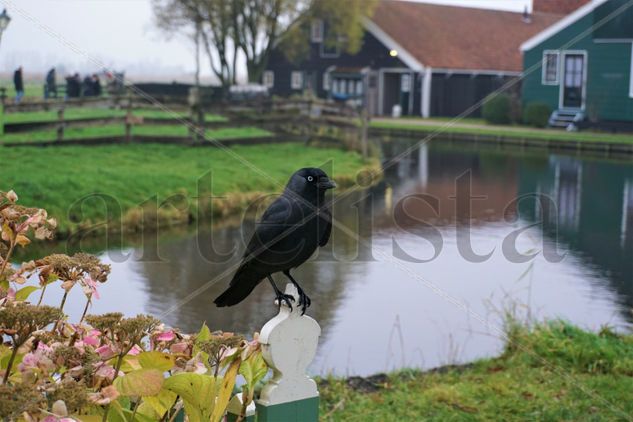 Cuervo posando en una valla en Ámsterdam Naturaleza Color (Digital)