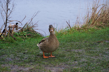 Pato divertido...