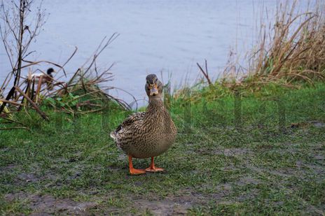 Pato divertido...