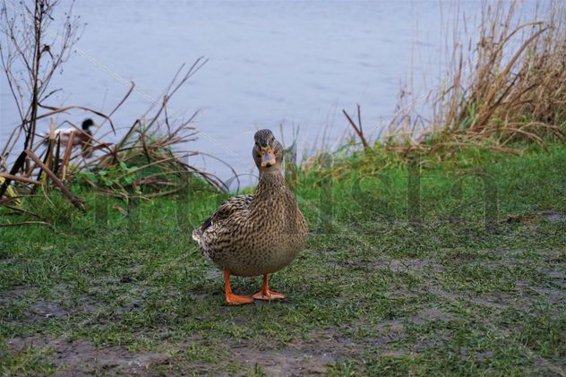 Pato divertido observando posando a la cámara