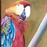 Aves thumbnail 1