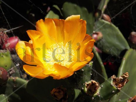 Flor de cactus