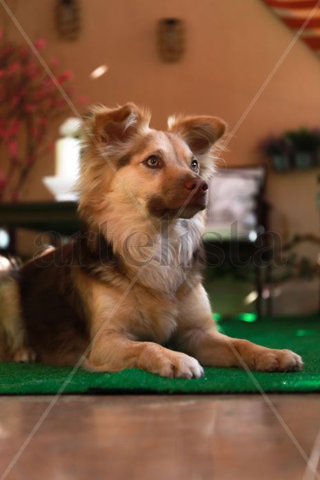 Perro Único con...