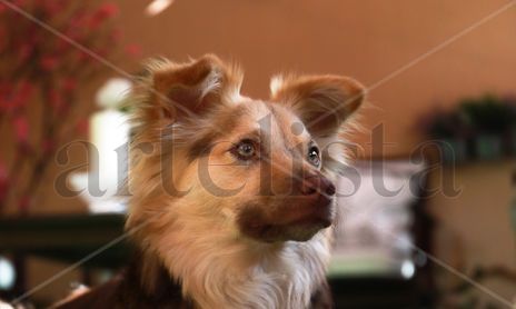 Alpha el Perro Mestizo