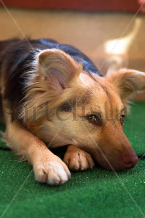 Perro Único con...