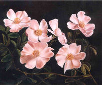 "Flores rosas"
