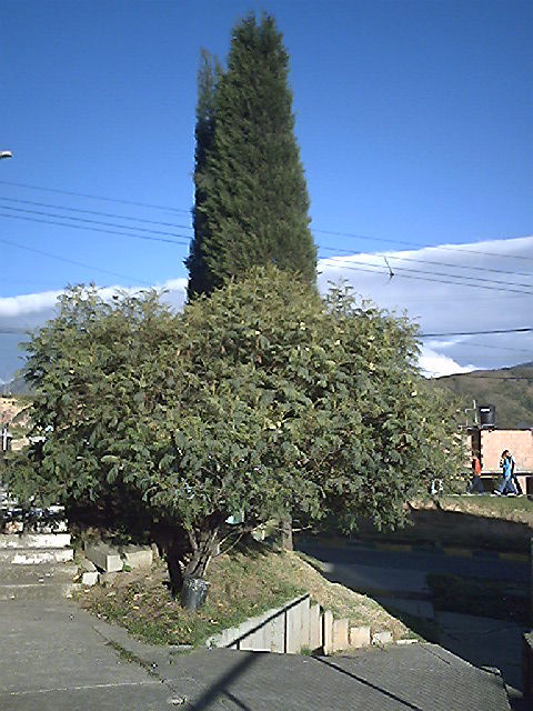 arboles