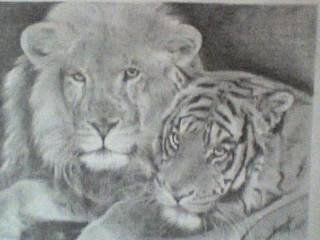 El tigre y el leon