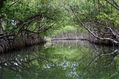 MANGLARES de Los Haitises