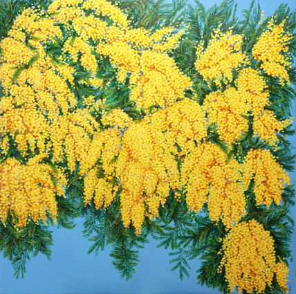 Mimosa en Flor.
