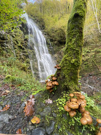 De ruta por el bosque