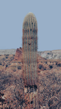 Cardón Catamarqueño