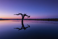 Arbol en el lago