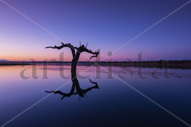 Arbol en el lago