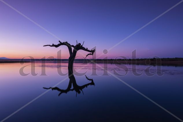 Arbol en el lago Naturaleza Color (Digital)