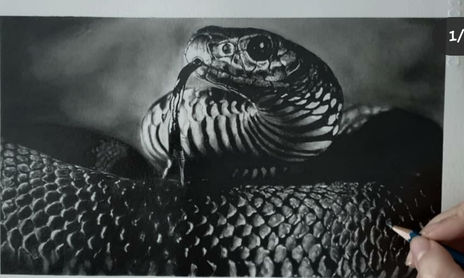 Animales