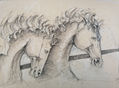 Caballos